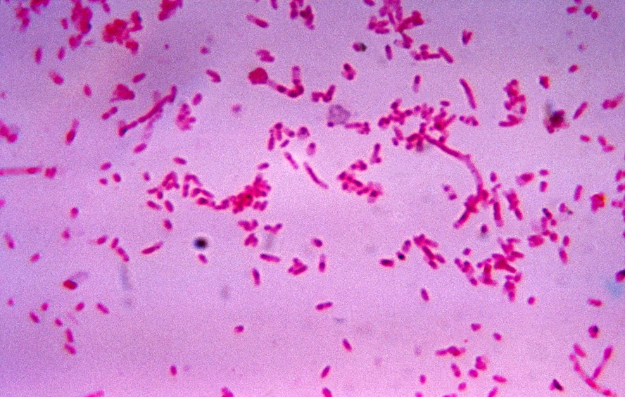 Fusobacterium novum após cultura em laboratório