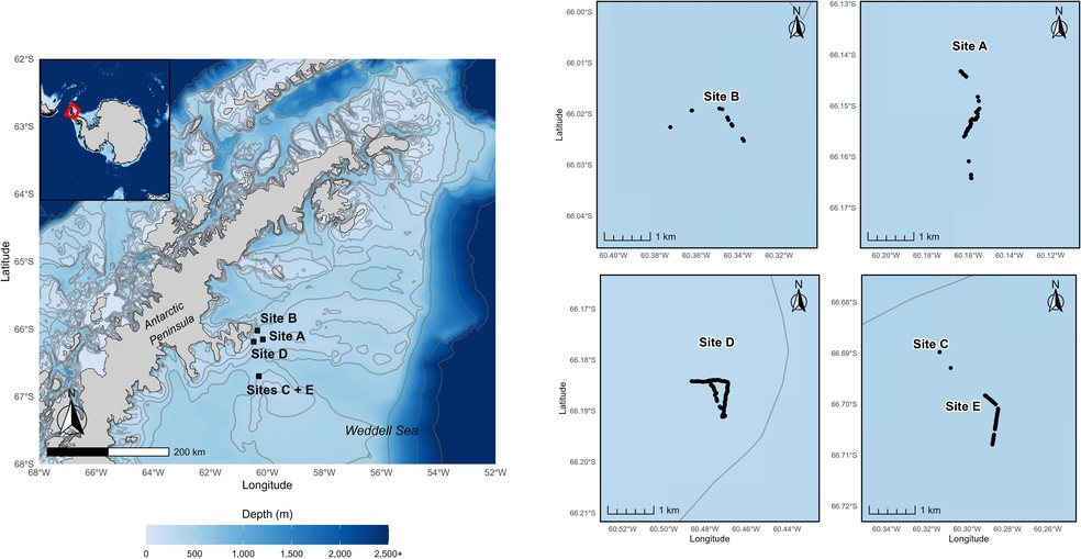 Visão geral da localização dos ninhos. O painel esquerdo mostra a visão geral regional da área de estudo ao longo da costa leste da Península Antártica — Foto: Russell B. Connelly et al.