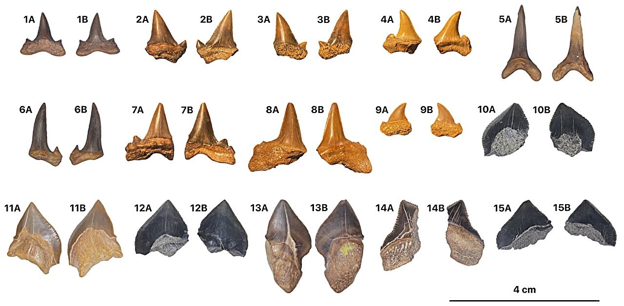 Dentes fossilizados de tubarões encontrados no Planalto de Abu-Tartur, Egito
