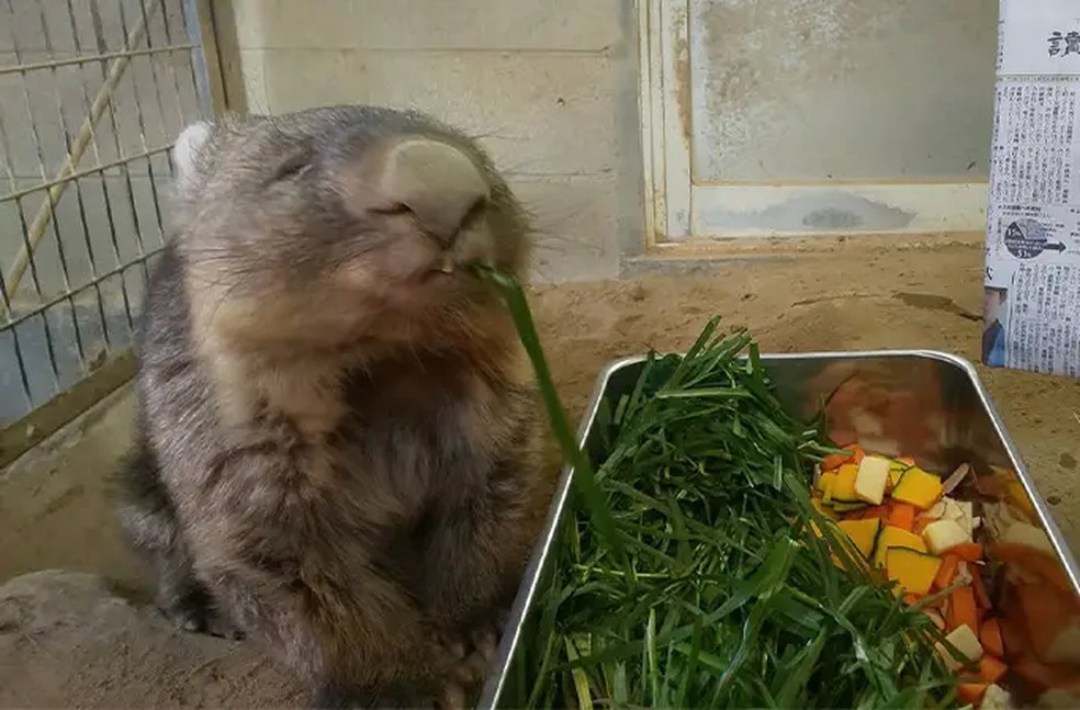 Wain saboreando grama de olhos fechados. Que delícia! — Foto: Divulgação/Guinness World Records