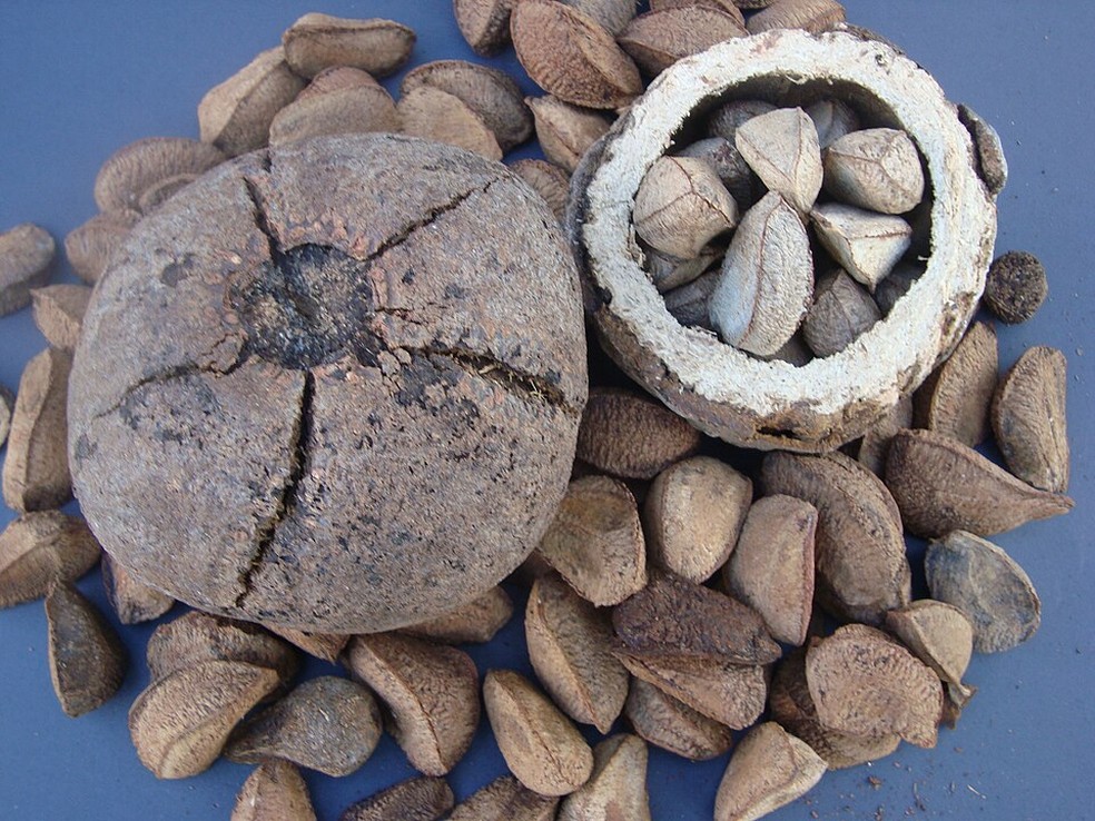 Apesar do seu lado radioativo, a castanha-do-pará é um alimento extremamente saudável se consumido adequadamente, trazendo benefícios de ação antioxidante e anti-inflamatória — Foto: PS Sena/Wikimedia Commons