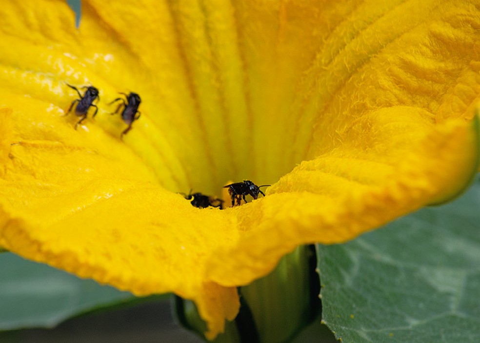 Flor de abóbora macho (Cucurbita moschata) em cultivo orgânico tendo seu pólen tomado pela abelha Tiúba (Melipona fasciculata) na cidade do Rio de Janeiro — Foto: Getty Images