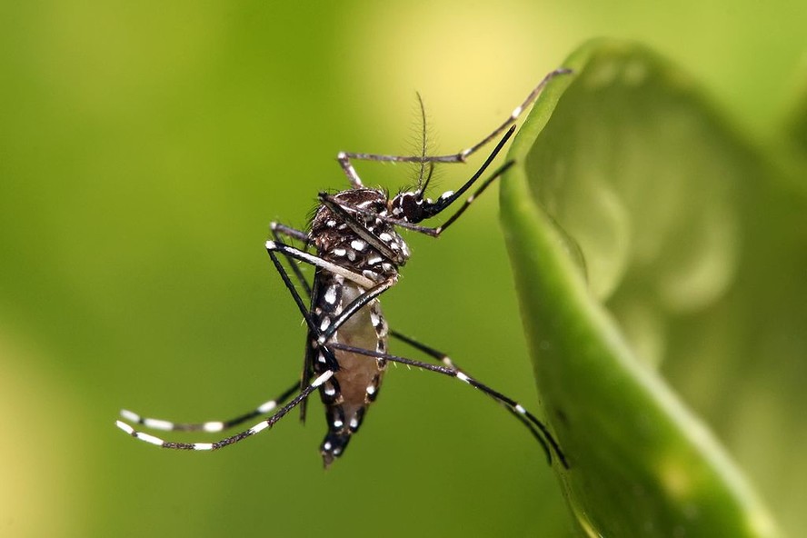 Mosquito Aedes aegypti, vetor de doenças como dengue, zika e chikungunya