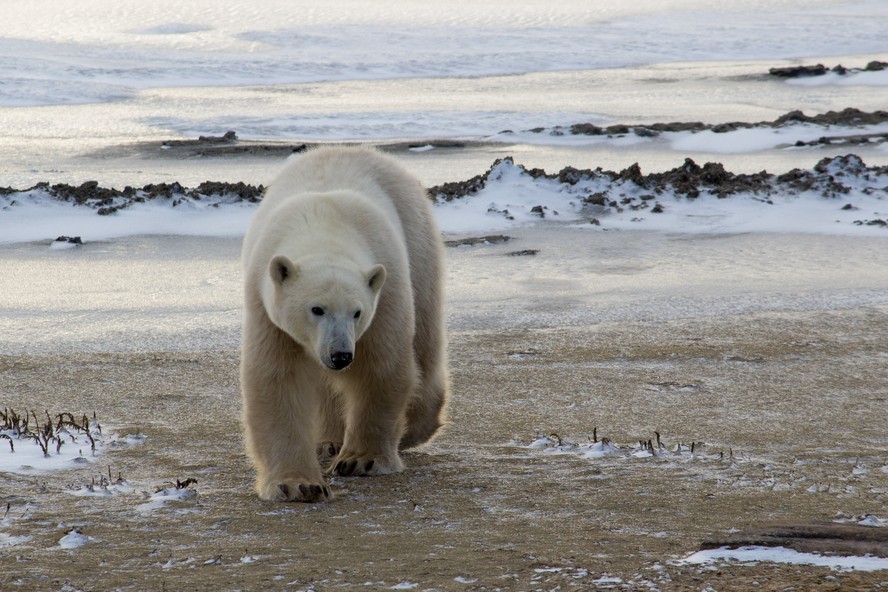 Urso polar fotografado na cidade de Churchill, no Canadá, conhecida de modo não oficial como a 'capital dos ursos polares'