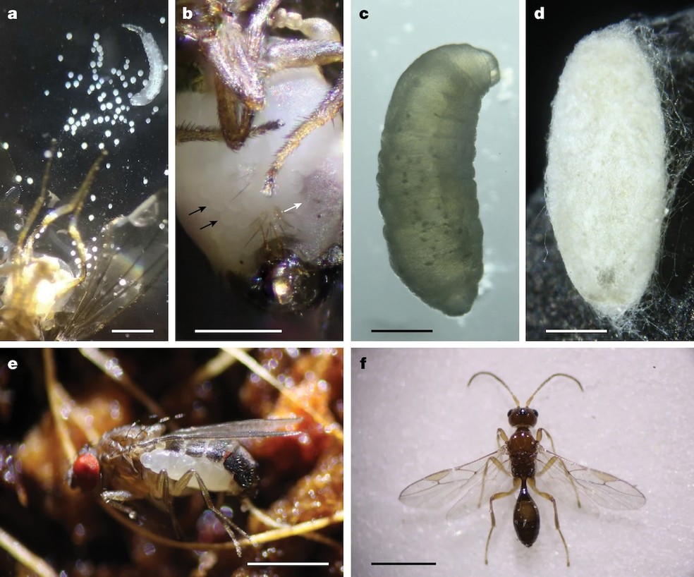 As fases de vida da Syntretus perlmani, desde o seu desenvolvimento dentro da hospedeira (a) até a fase adulta (f) — Foto: Logan Moore, Toluwanimi Amuwa, Scott Shaw e Matthew Ballinger