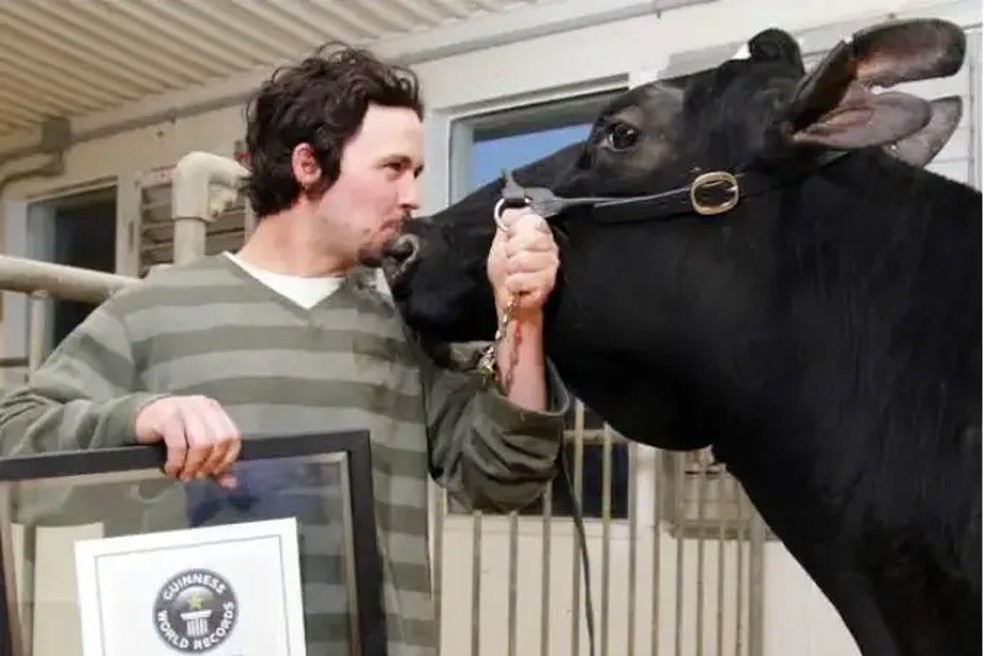 A vaca Smurf com seu dono, Eric Patenaude — Foto: World Guinness Records 