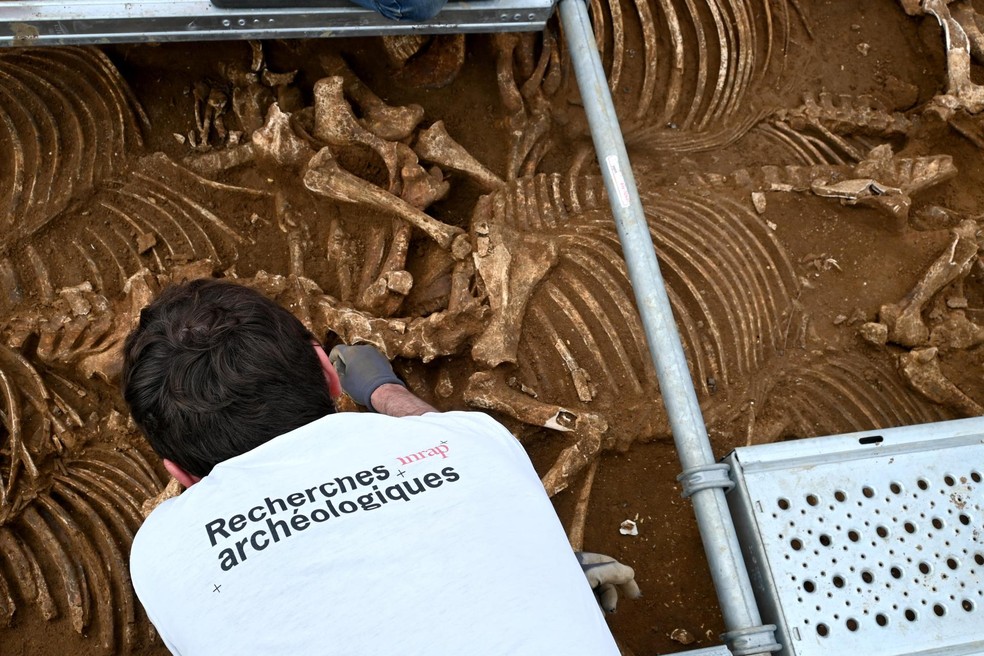 Ossos de cavalos descobertos na França — Foto: Mathilde Noël/ Inrap