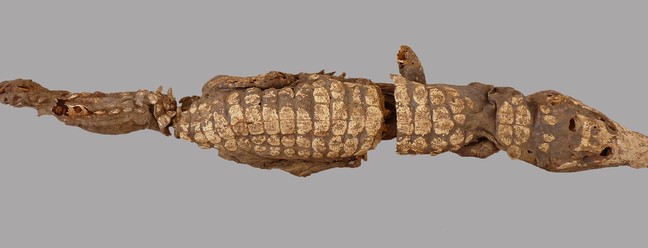 Visão dorsal de um crocodilo mumificado  — Foto: De Cupere et al. 