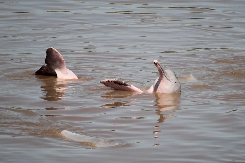 Como a seca em lagoas na Amazônia contribuiu para a morte de 200 botos ...
