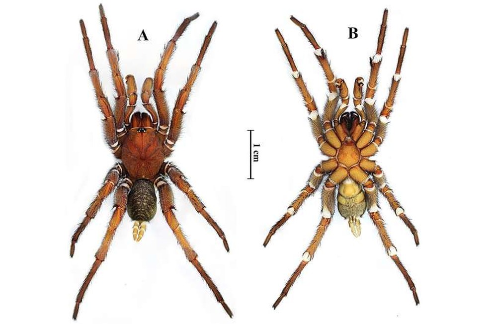  Zootaxa