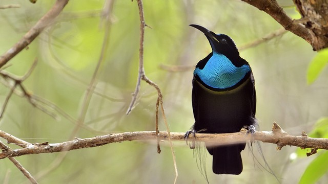 Vestido com tecido mais escuro já criado é inspirado em pássaro ultra preto