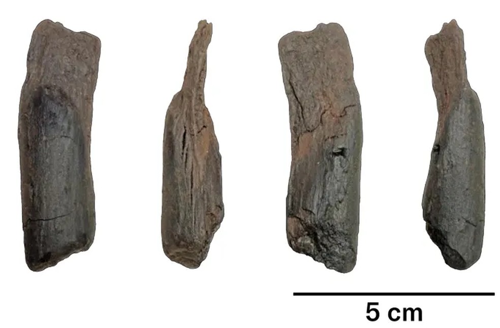 A segunda ferramenta tem menos de oito centímetros de comprimento e foi feita de um tronco de salgueiro. Sua finalidade é desconhecida. Aqui, ela é vista de quatro ângulos — Foto: Katerina Harvati e Dimitris Michailidis