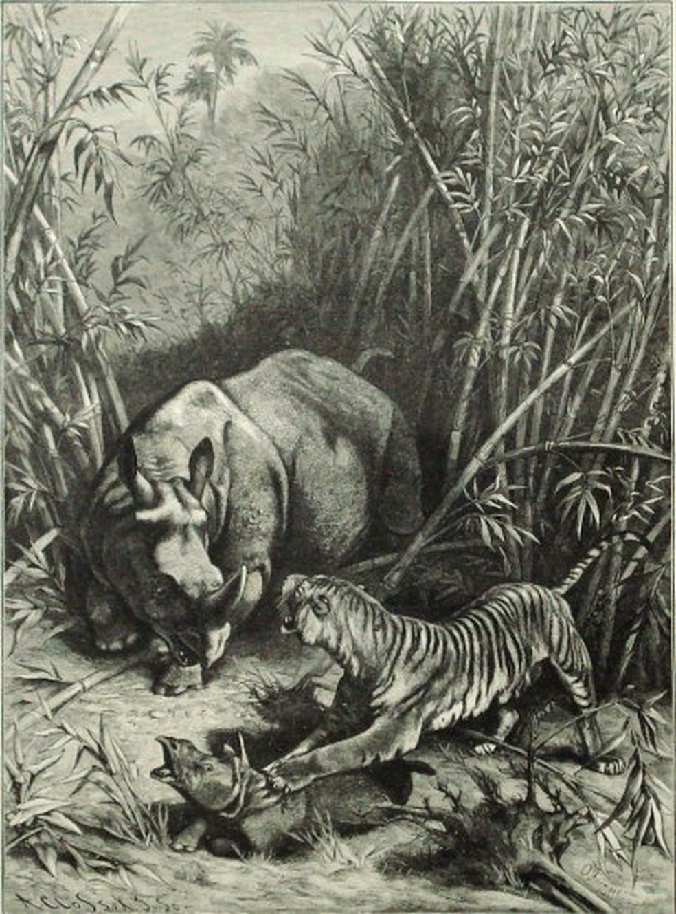 Ilustração de tigre-de-java atacando rinoceronte-de-java — Foto: Wikimedia Commons