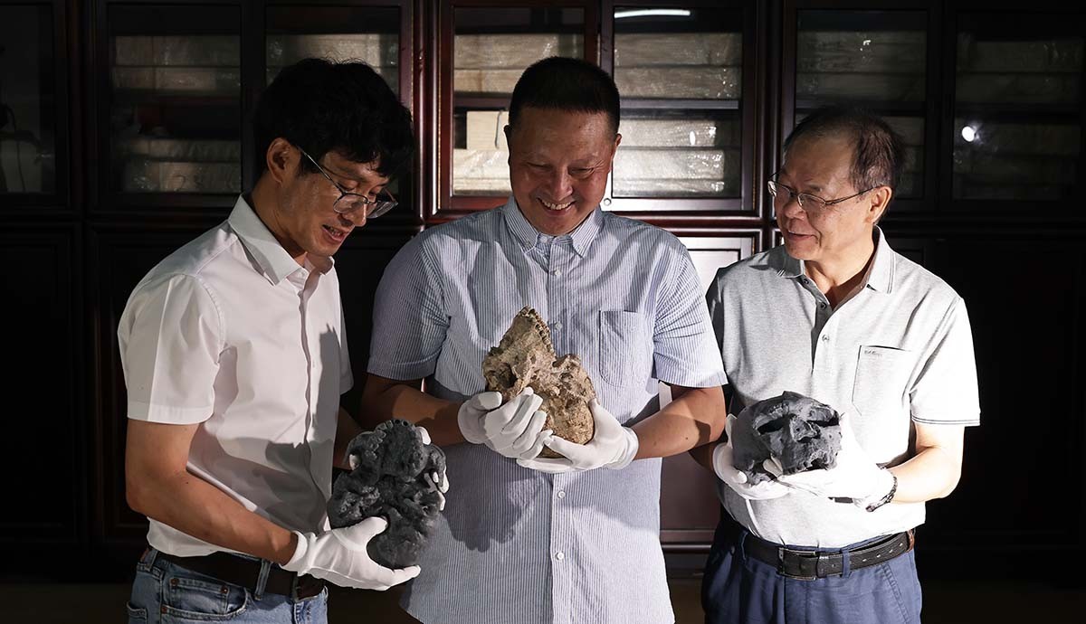 Como crânio de 1 milhão de anos pode recontar história da espécie humana