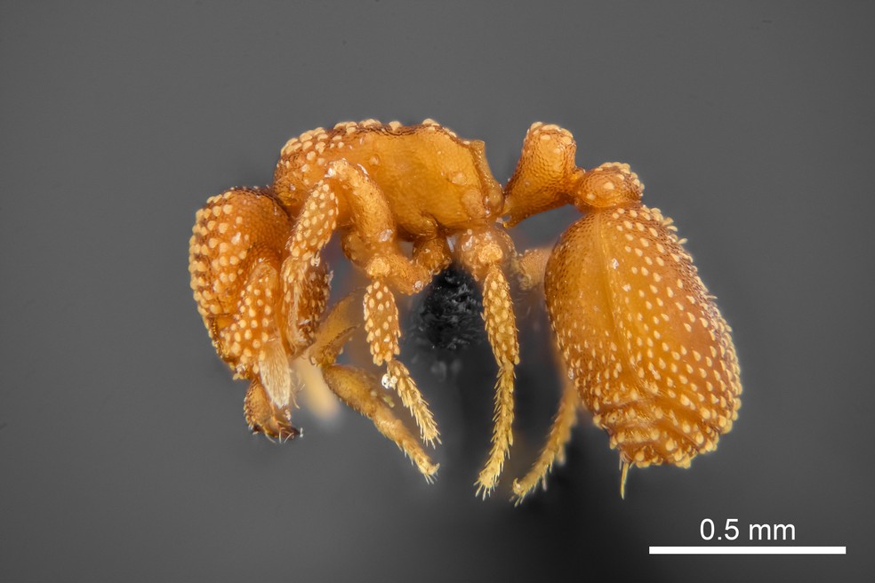 A formiga Eurhopalothrix oxente foi registrada como uma nova espécie do sertão dentro da ordem Hymenoptera, que inclui formigas, vespas e abelhas — Foto: Divulgação/Gabriel Celante