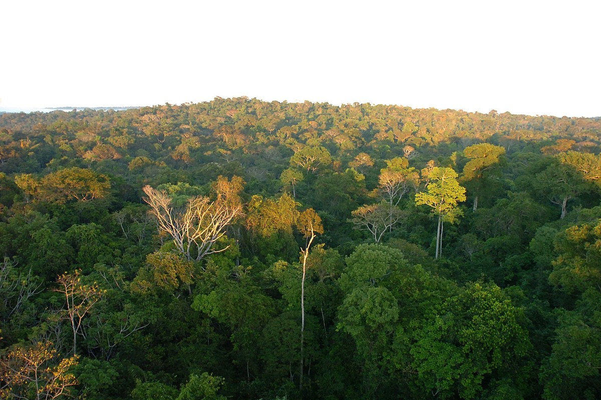 Como destravar o potencial de restauração florestal da Amazônia