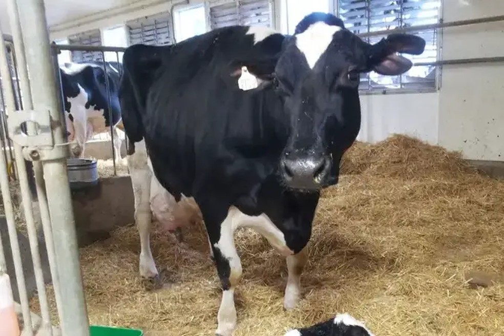 Vaca Smurf, de Ontário, no Canadá, conseguia produzir 37,7 kg de leite por dia — Foto: World Guinness Records