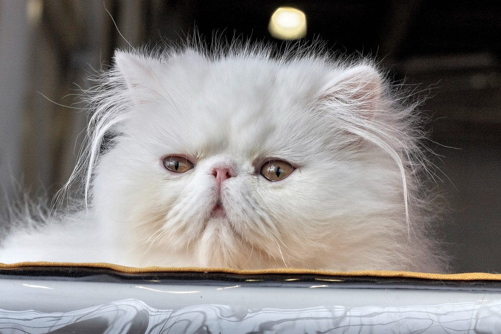 Um gato persa fofinho e de cara chata mudou muito a aparência de seu ancestral gato selvagem. — Foto: Sergey Semin