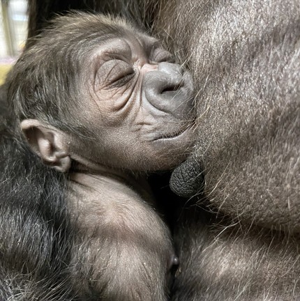 Especialistas estão deixando mãe gorila conviver com seu filhote sem interferência, então pode levar algum tempo até que eles possam confirmar o sexo do bebê — Foto: Valerie Schultz/ Zoológico Nacional do Smithsonian e Instituto de Biologia da Conservação