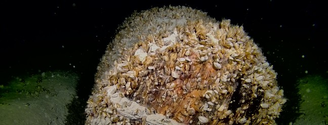 Um barril de madeira intacto com tampa nas profundezas do Lago de Constança, coberto de Dreissena rostriforma bugensis — Foto: LAD im RPS / Bodenseetaucher, Alexander Heidacher