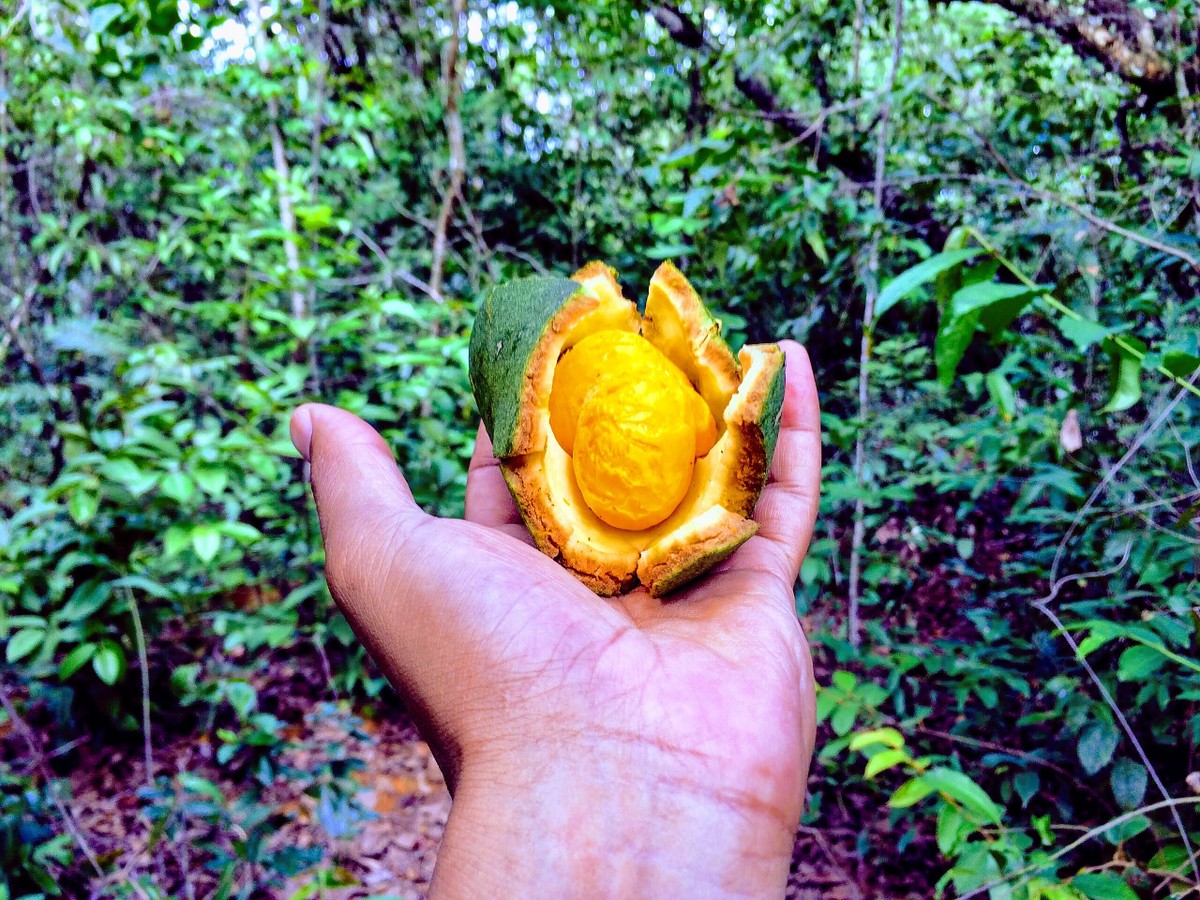 Pequi: o “ouro do Cerrado” que pode proteger rins, coração e fígado