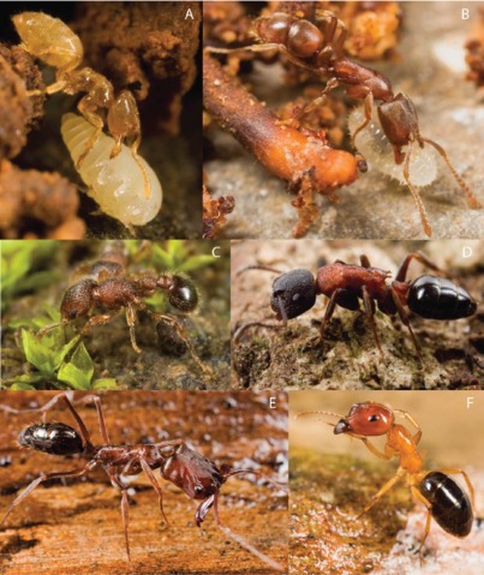 Algumas das formigas endêmicas e nativas que foram encontradas em Fiji pelos pesquisadores — Foto: Eli Sarnat/Instituto de Ciência e Tecnologia de Okinawa
