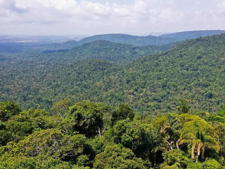 Estudo identificou árvores com grandes estoques de carbono na Floresta Nacional de Carajás que podem ajudar a mitigar mudanças climáticas