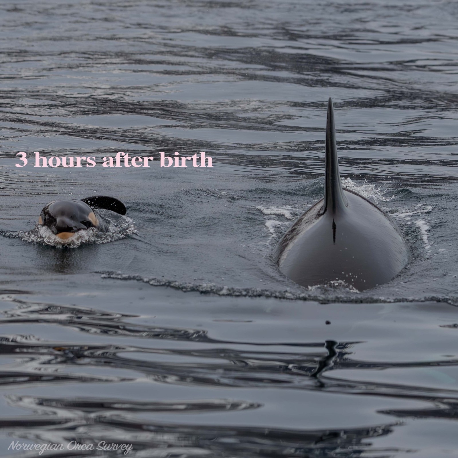  Norwegian Orca Survey