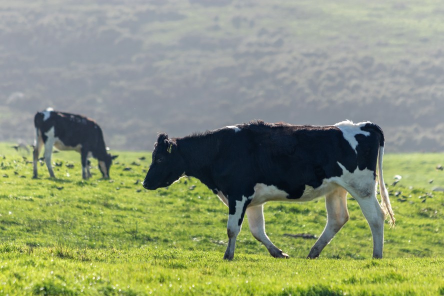 Pesquisadores compararam amostras de sangue humano com células e tecidos de vacas para investigar como proteínas essenciais para a apoptose se comportam nas duas espécies