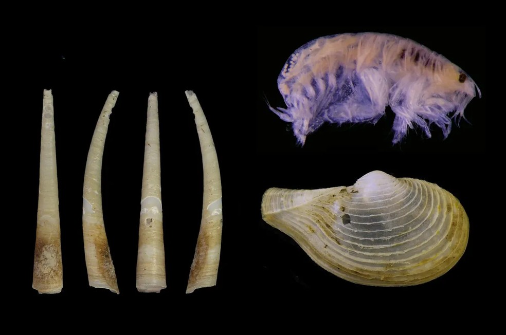  Senckenberg Ocean Species Alliance