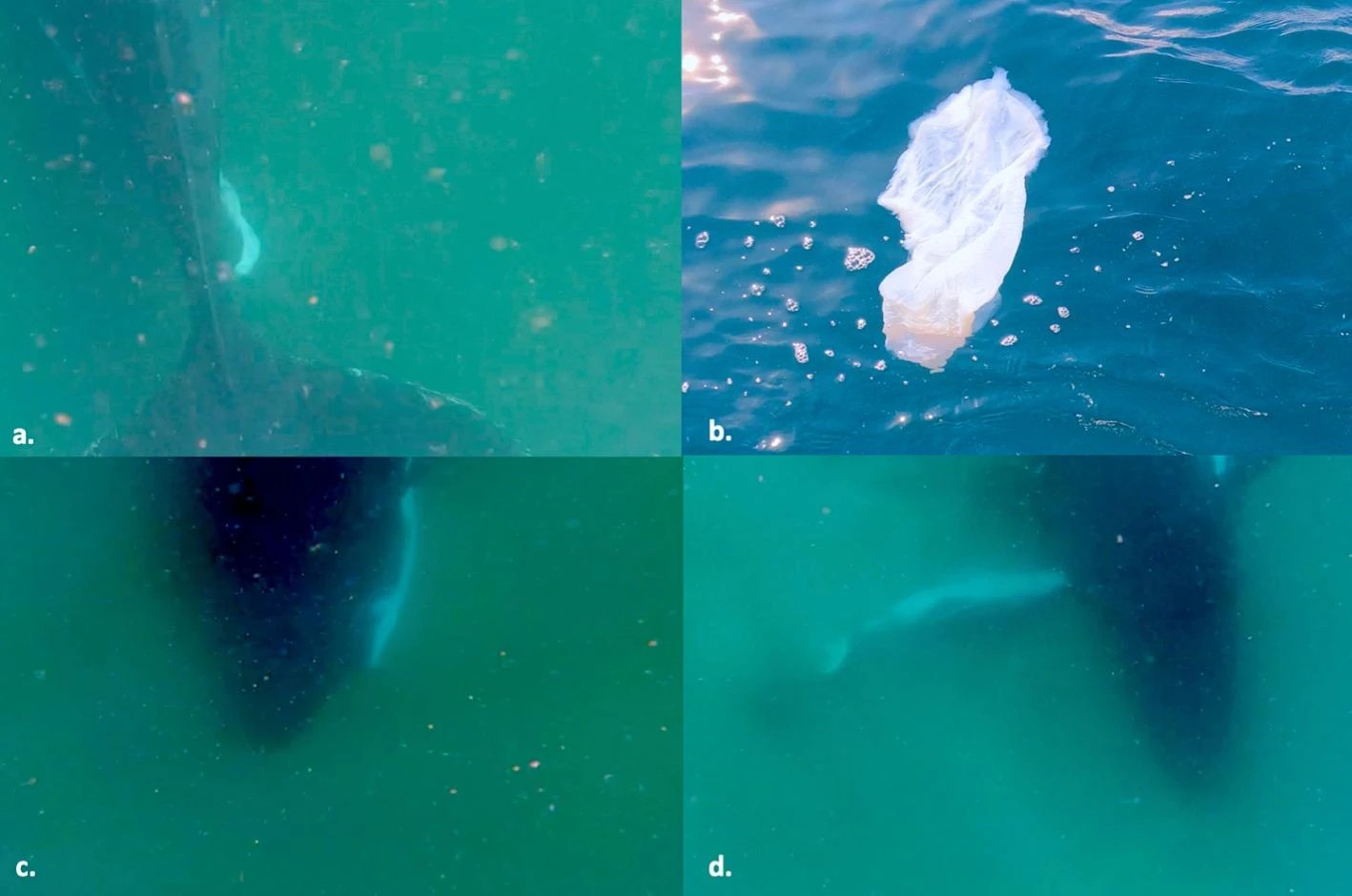 Baleia jubarte com filhote natimorto na costa da Austrália