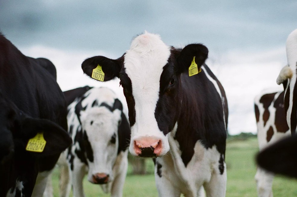 Fermentação entérica do rebanho bovino (o “arroto” do boi) aumenta emissão de metano (Foto: Jakob Cotton/Unsplash) — Foto: Galileu