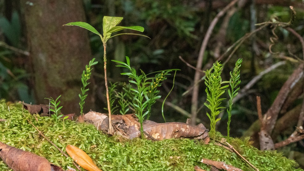 Planta pequena e rara é o ser vivo com o maior genoma do mundo