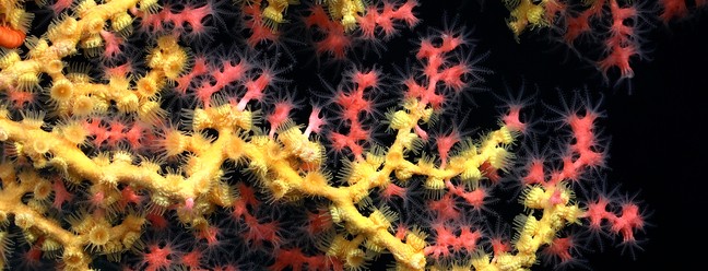 Coral chiclete coberto com Parazoanthidae amarelo — Foto: Schmidt Ocean Institute