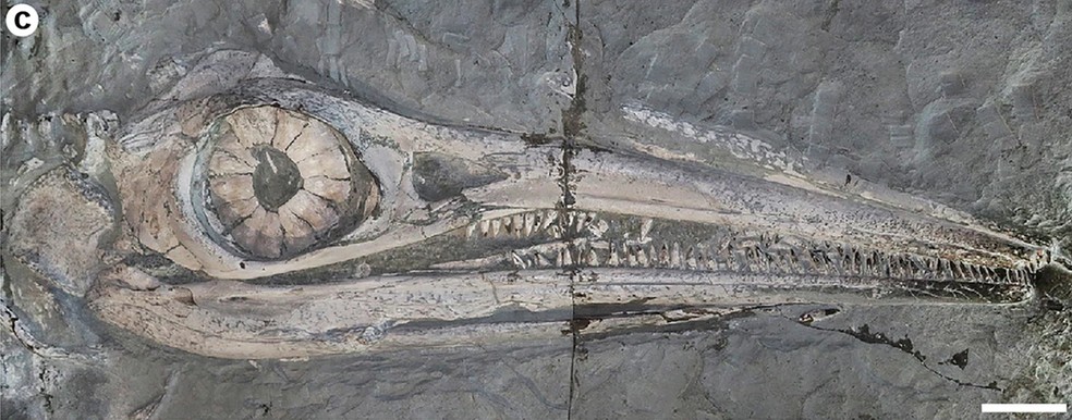 Olhos maiores costumam estar associados a uma maior captação de luz, algo necessário para animais que vivem em condições de baixa luminosidade — Foto: Urwelt-Museum Hauff, Johan Lindgren/Nature