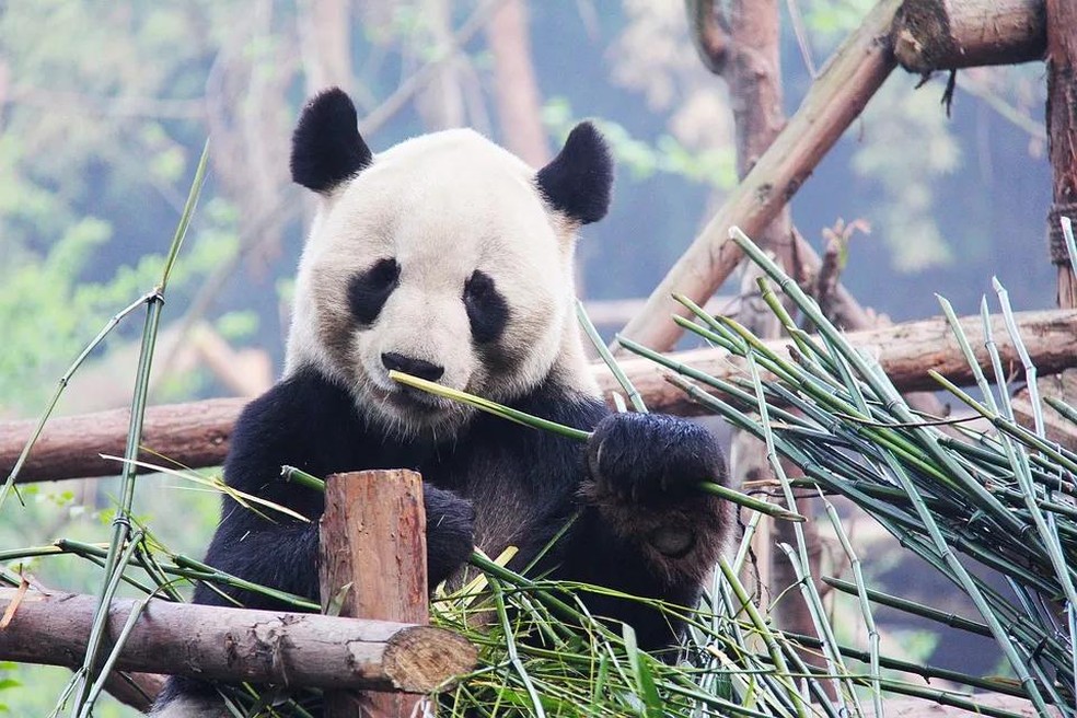 Esses animais gostam de fazer xixi em lugares altos para deixar o seu cheiro (Foto: Pixabay) — Foto: Galileu