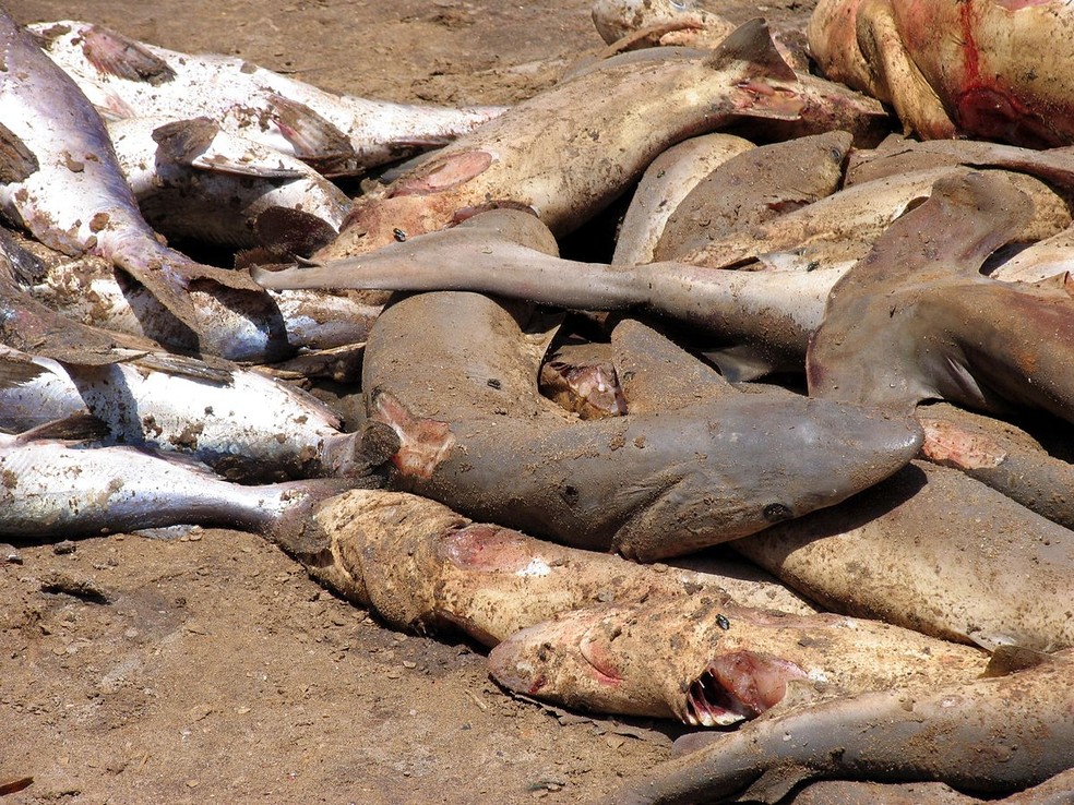 Resultado da prática de finning em Mbour, no Senegal — Foto: Wikimedia/Sebastián Losada