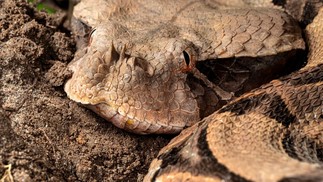 A víbora-do-gabão (Bitis gabonica) é um predador de emboscada que adota a estratégia de “ficar à espera”, enquanto está camuflada no chão da floresta junto das folhas secas — Foto: Nicky Bay/The Wilderness Project