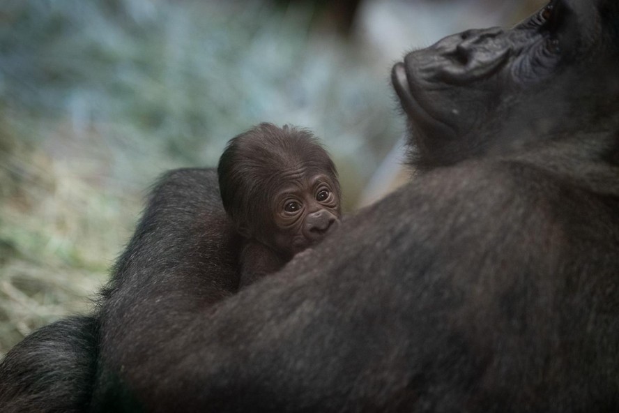 Sully, segurando seu bebê recém-nascido no Columbus Zoo and Aquarium em julho de 2023