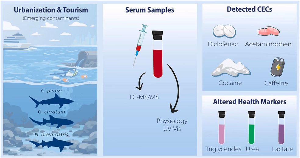No esquema acima, os pesquisadores descrevem as principais espécies identificadas com sangue contaminado por drogas, assim como as principais substâncias encontradas e as principais alterações metabólicas registradas nos animais — Foto: Natascha Wosnick, Rachel Ann Hauser-Davis/Environmental Pollution