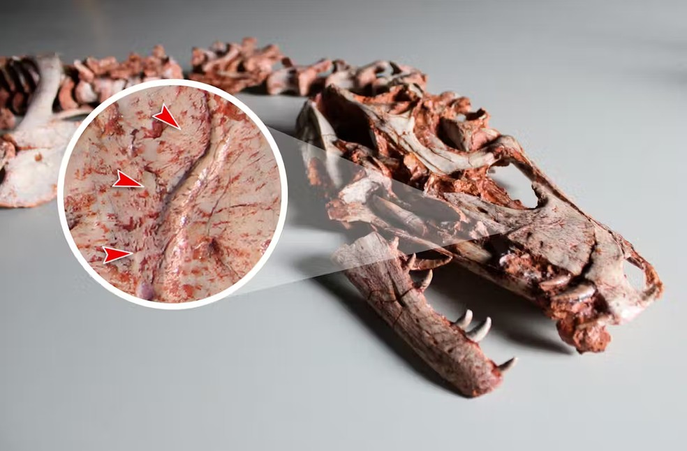 Crânio fóssil original do herrerassaurídeo Gnathovorax cabreirai com ênfase na cicatriz localizada no maxilar. Imagem disponibilizada pelo autor — Foto: Cedida pelo autor