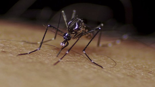 Positividade de testes para dengue chega a 34,5% em laboratórios privados