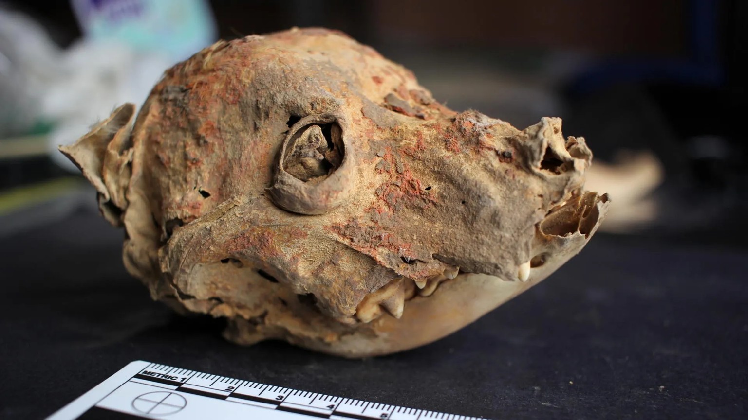 Arqueólogos descobrem cão mumificado sem pelos de 1.200 anos no Peru
