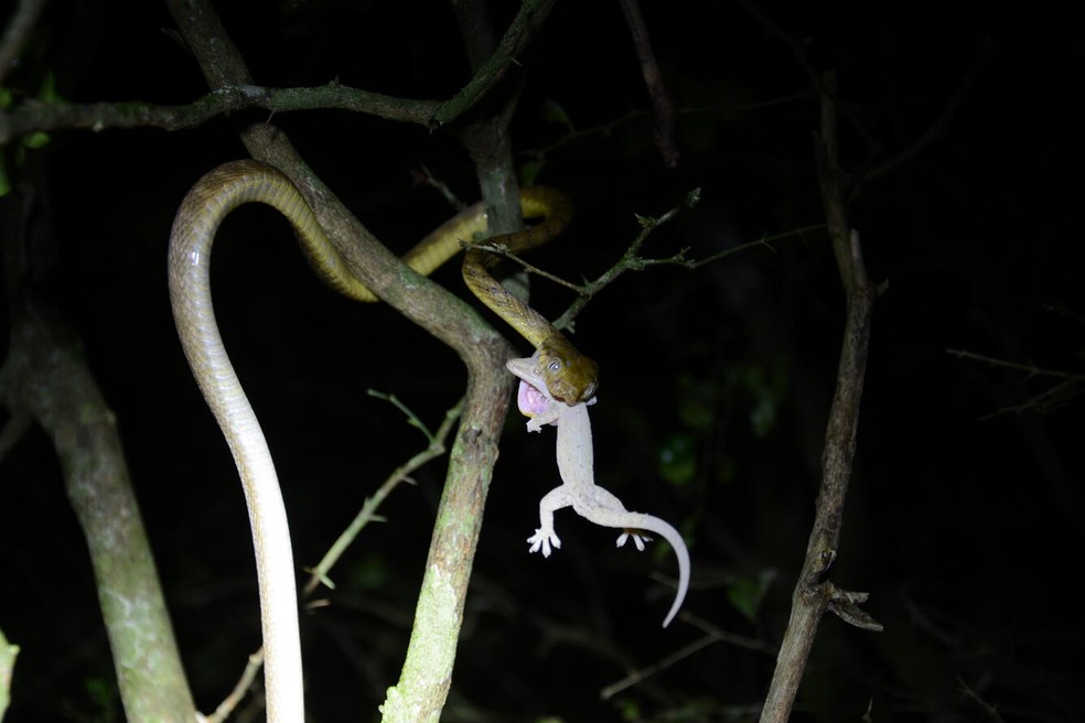 Cobra foi encontrada consumindo uma lagartixa que vive na Ilha de Guam — Foto: Melia Nafus/Reprodução