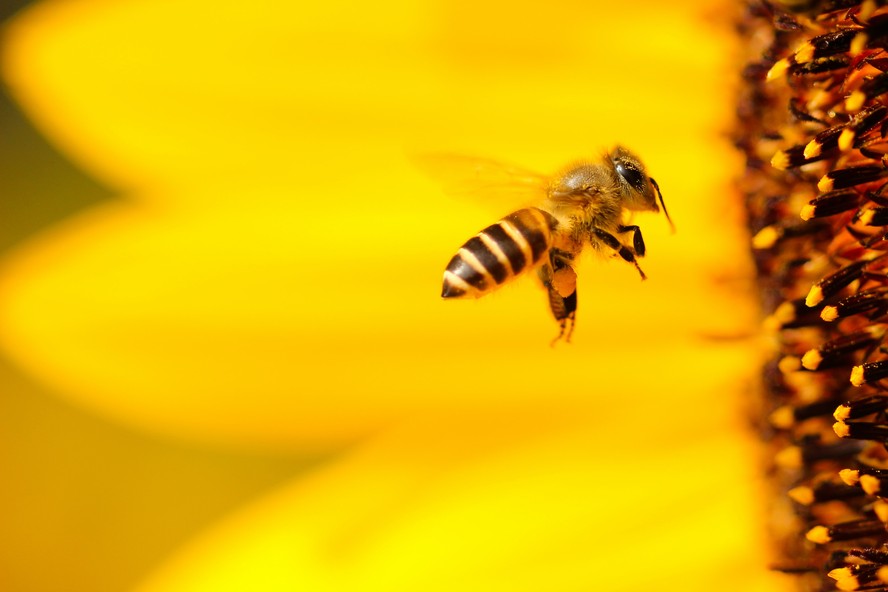 As primaveras mais quentes estão fazendo com que as abelhas britânicas acordem mais cedo, aponta estudo