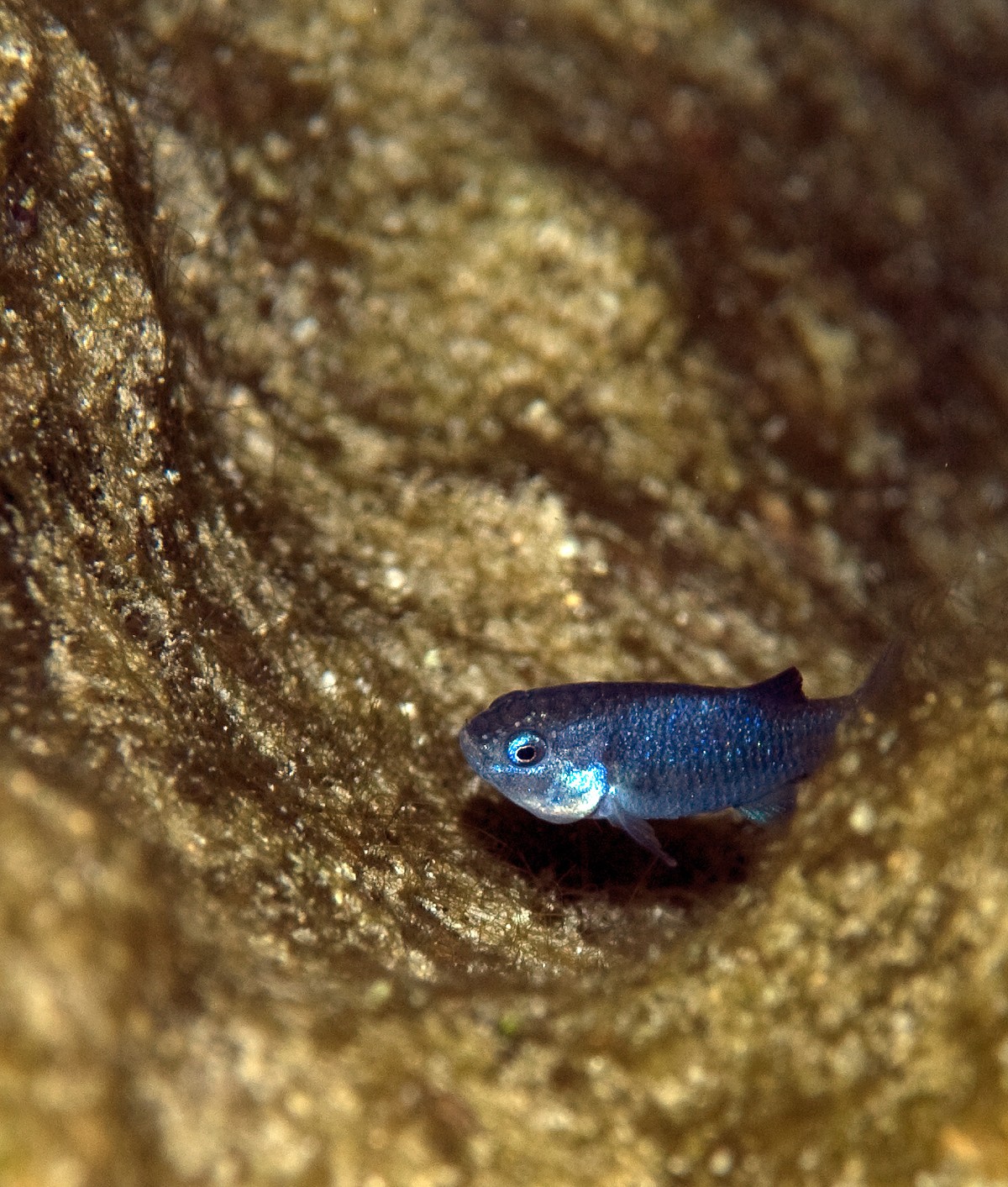 Um dos peixes mais raros do mundo atinge seu maior número em 25 anos