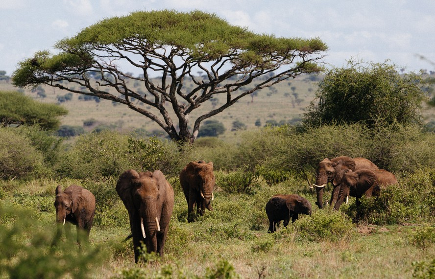Elefantes (megaherbívoros) no Parque Nacional Tarangire, Tanzânia, na África