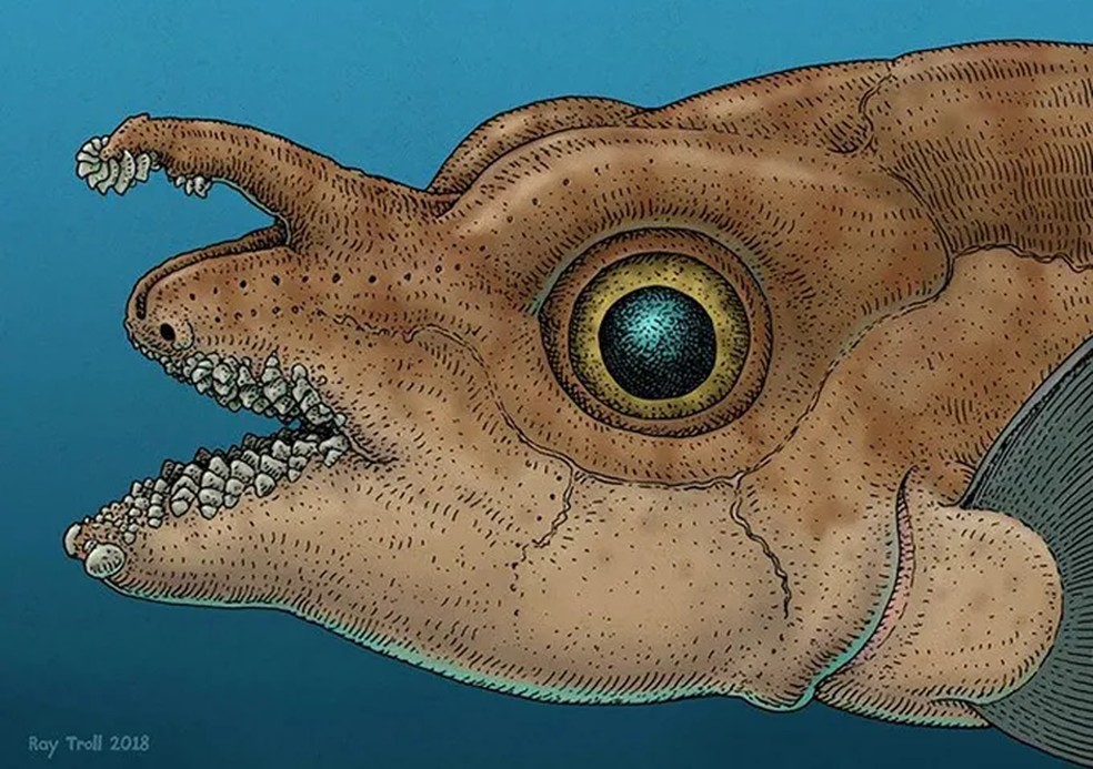 Ancestral do peixe-rato-pintado já tinha estrutura parecida na testa — Foto: K.E. Cohen et al/PNAS 2025, Ray Troll