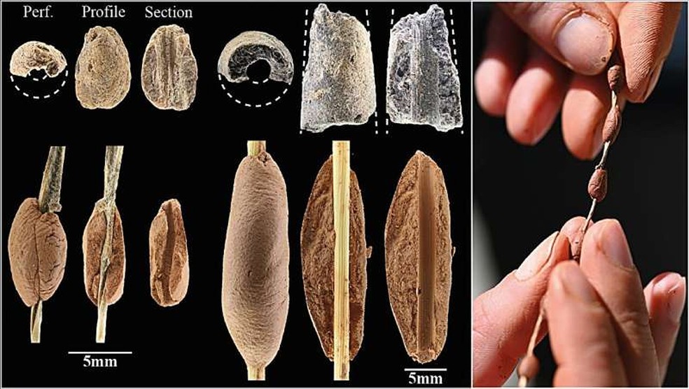 Vestígios de fibras vegetais preservados em algumas contas mostram como elas eram enfiadas e usadas, oferecendo uma visão rara de materiais orgânicos em registros arqueológicos — Foto: Laurent Davin