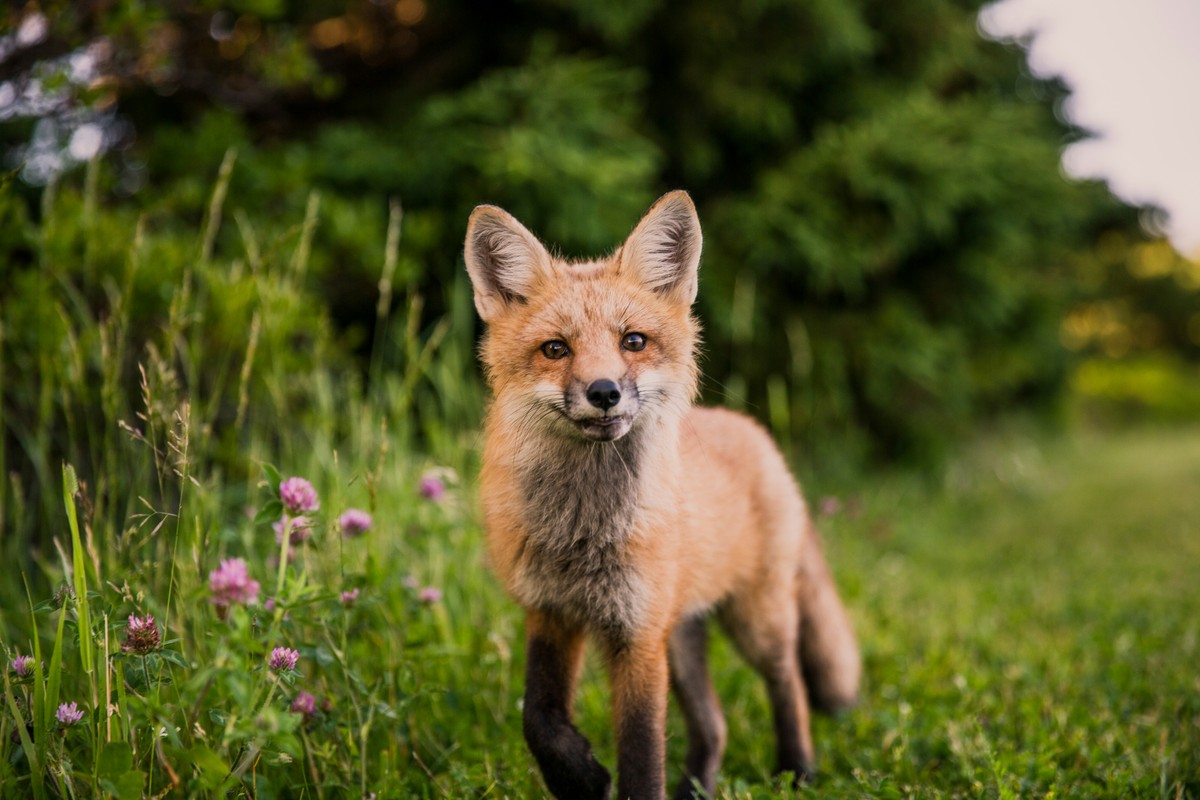 Animais selvagens estão ficando menores — e os domésticos, maiores. Por quê?